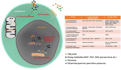 Circadian Metabolomics in Time and Space